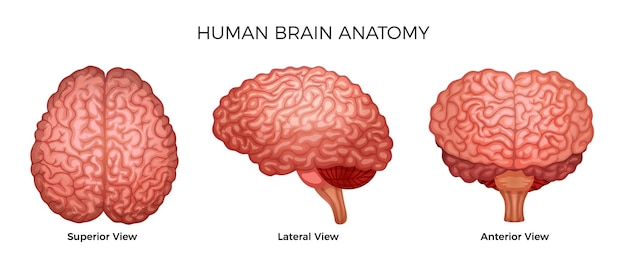 Vector gratuito icono plano de la vista lateral del cerebro humano en la ilustración de vector de fondo blanco