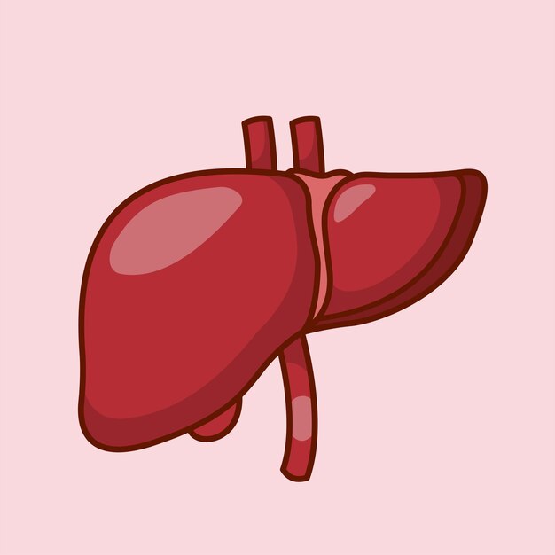 Icono de vector de dibujos animados de órganos humanos Ilustración Educación Icono de objeto Vector plano aislado