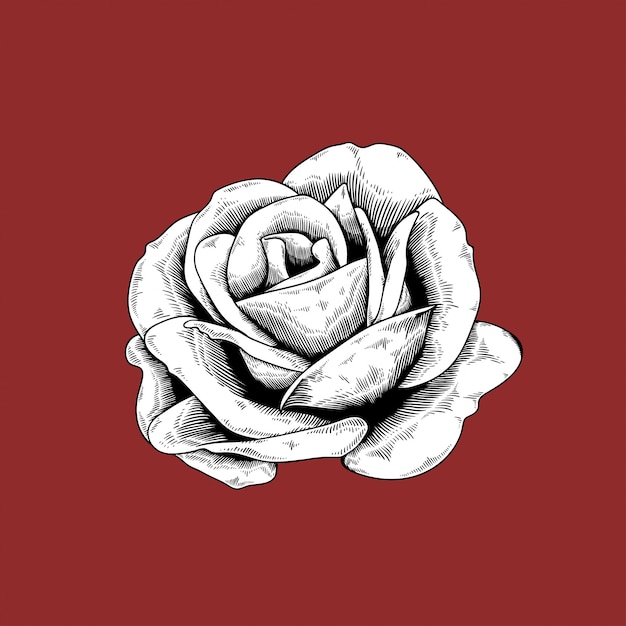 Icono de vector de naturaleza flor rosa dibujo sobre fondo rojo