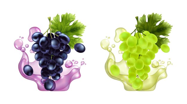 Iconos de brunches de uva realistas con salpicaduras de jugo ilustración vectorial aislada