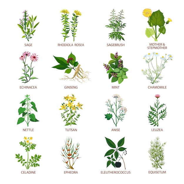 Vector gratuito iconos de hierbas medicinales plana