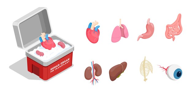 Iconos isométricos con diferentes órganos humanos donantes para trasplante aislado sobre fondo blanco 3d