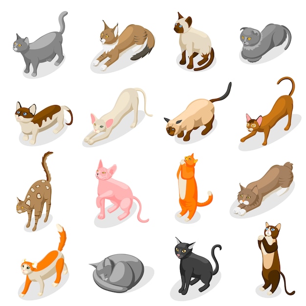 Vector gratuito iconos isométricos de gatos de raza pura