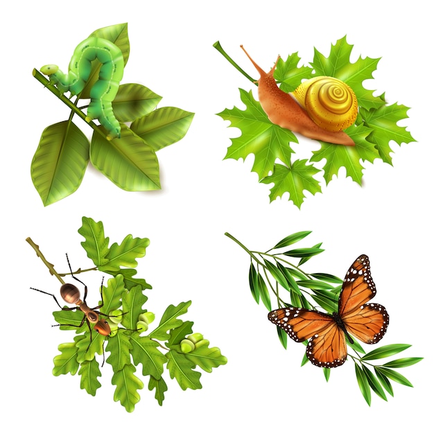 Iconos realistas de insectos