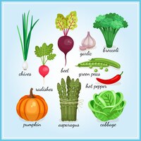 Vector gratuito iconos de verduras frescas saludables con nombres que incluyen cebolletas, rábano, ajo, brócoli, calabaza, espárragos e ilustraciones de vectores de colores de col
