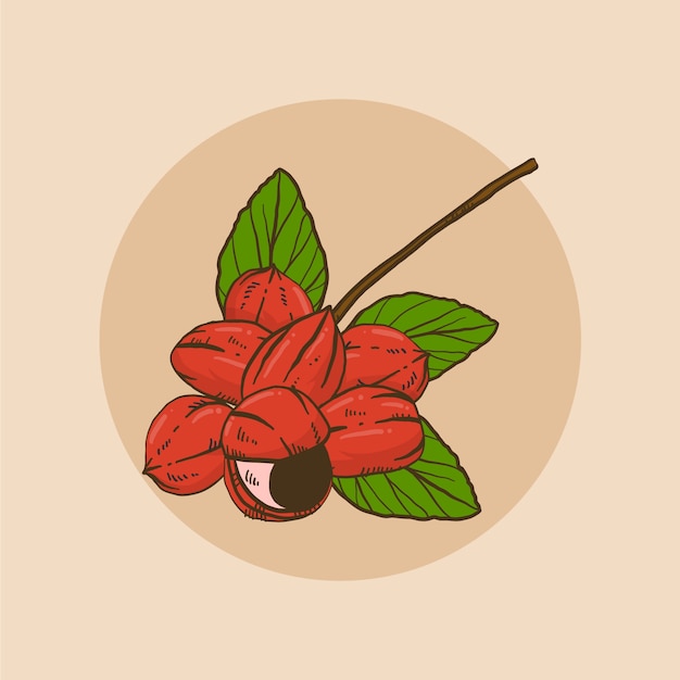 Vector gratuito ilustración de acaraje dibujado a mano