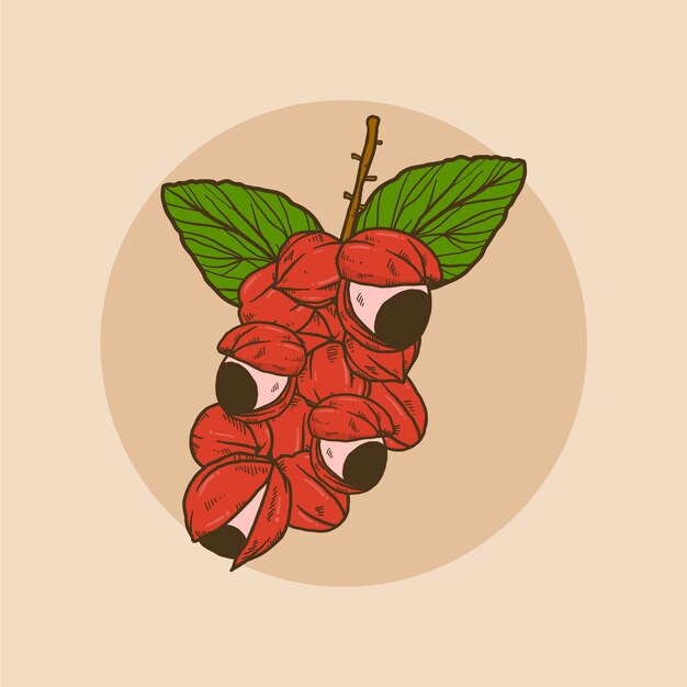 Ilustración de acaraje dibujado a mano
