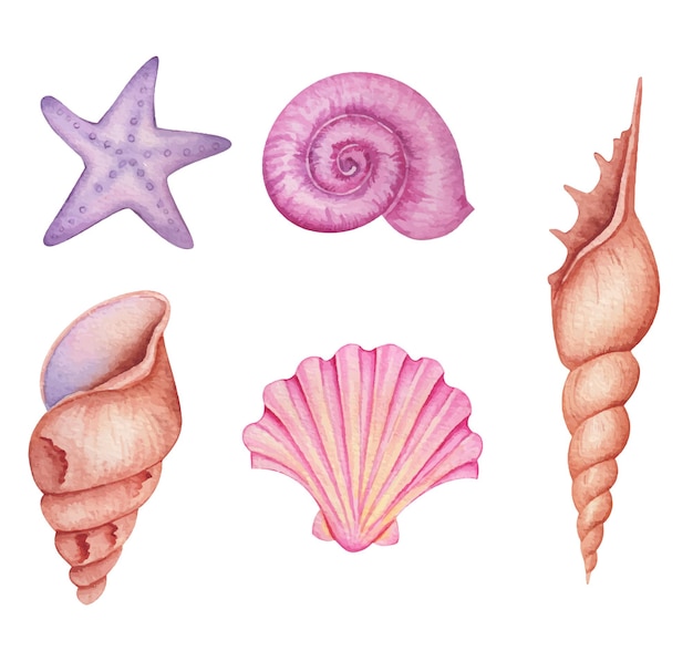 Una ilustración acuarela de conchas y estrellas de mar