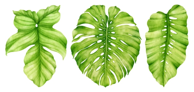 Vector gratuito ilustración de acuarela de hoja verde tropical para elemento decorativo