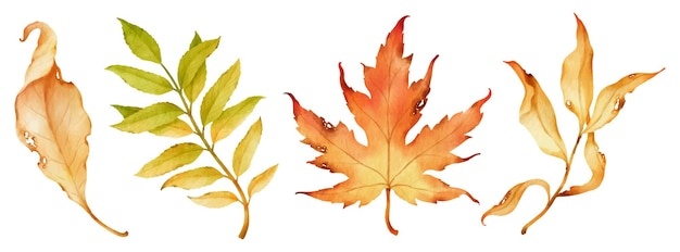 Ilustración de acuarela de hojas de otoño para elemento decorativo
