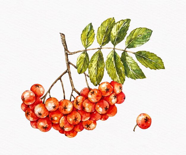 Ilustración acuarela viburnum