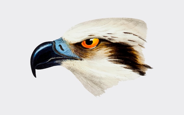 Ilustración de águila pescadora blanca