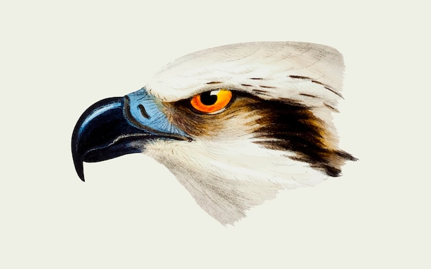 Vector gratuito ilustración de águila pescadora de cabeza blanca
