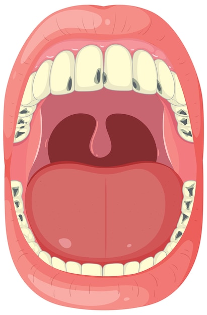 Ilustración de la anatomía de la boca abierta