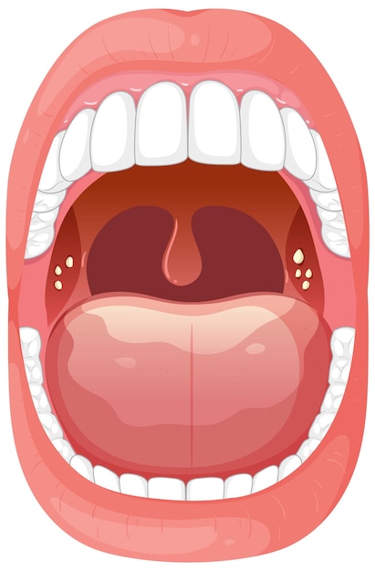 Ilustración de la anatomía de la boca abierta