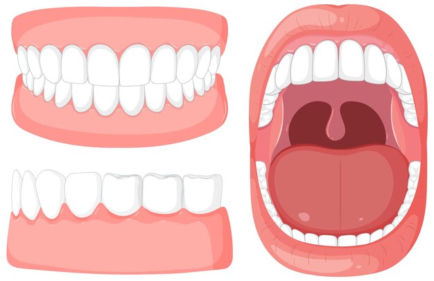 Ilustración de la anatomía de la boca y los dientes humanos