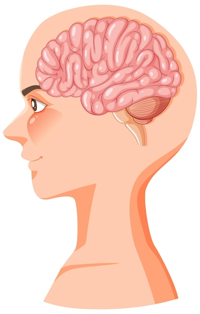 Ilustración de la anatomía del cerebro humano de dibujos animados