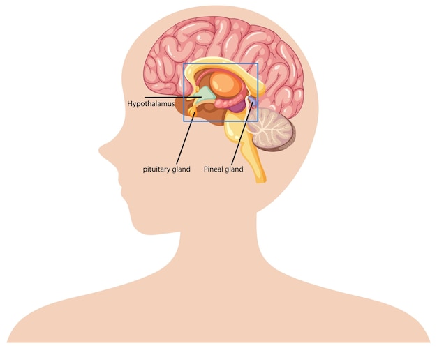 Ilustración de la anatomía del cerebro humano