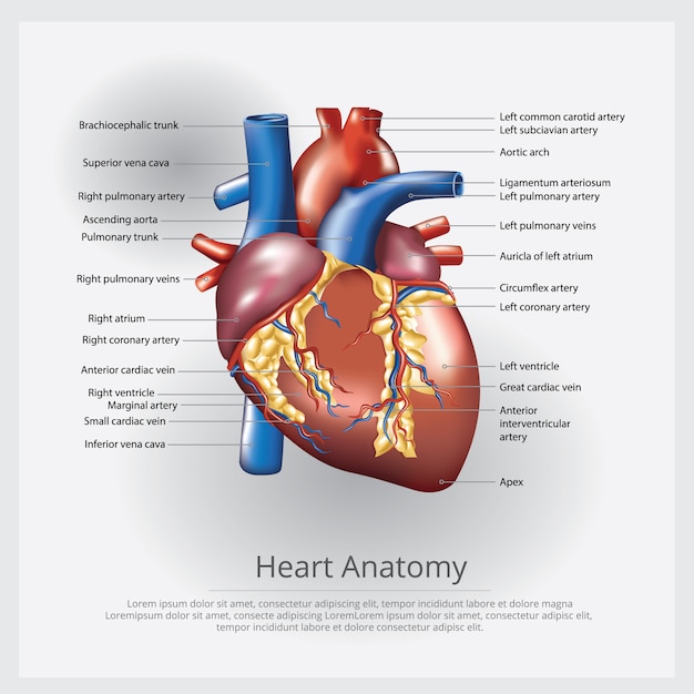 Ilustración de anatomía del corazón humano