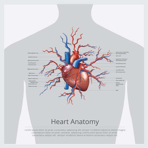 Ilustración de anatomía del corazón