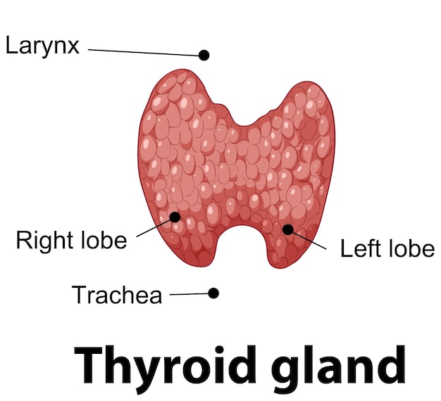 Ilustración de la anatomía de la glándula tiroidea