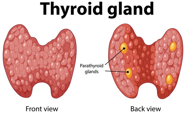 Ilustración de la anatomía de la glándula tiroidea
