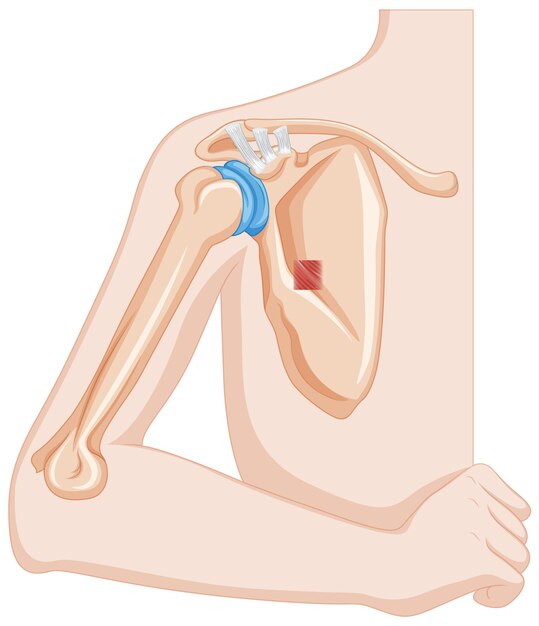Ilustración de la anatomía del hueso del codo humano