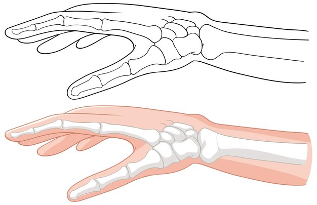 Ilustración de la anatomía de la mano humana