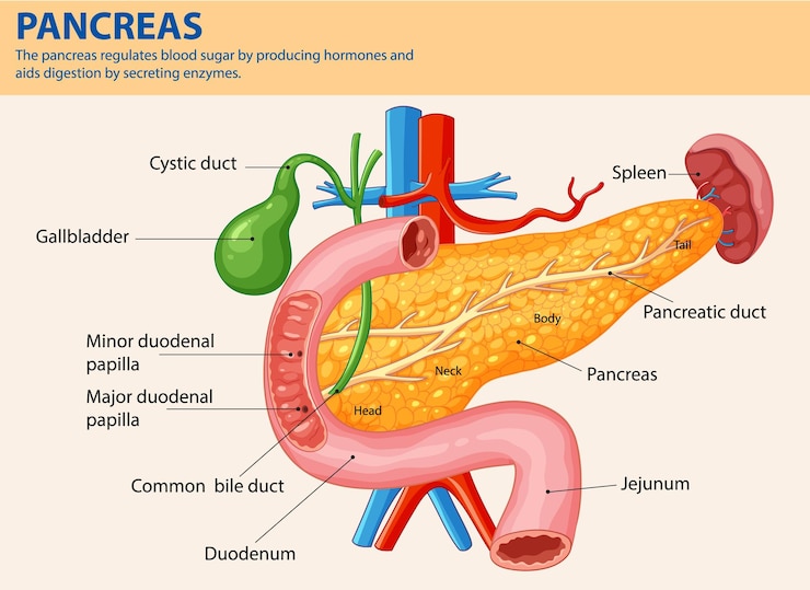 Vector gratuito ilustración de la anatomía del páncreas humano