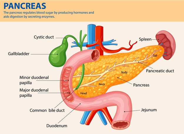 Ilustración de la anatomía del páncreas humano