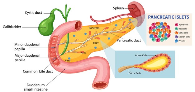 Ilustración de la anatomía del sistema digestivo humano