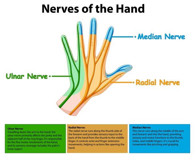 Ilustración anatómica de los nervios de la mano