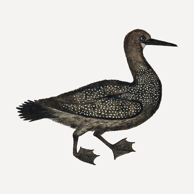 Ilustración de animal acuarela antigua de vector de cormorán del cabo, remezclada de las obras de arte de Robert Jacob Gordon