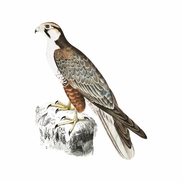Ilustración de animales de época