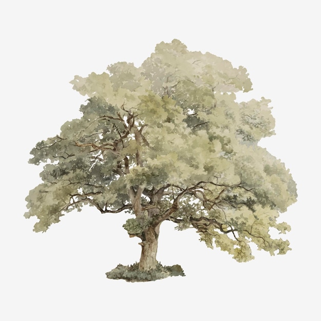 Ilustración de árbol de roble vintage