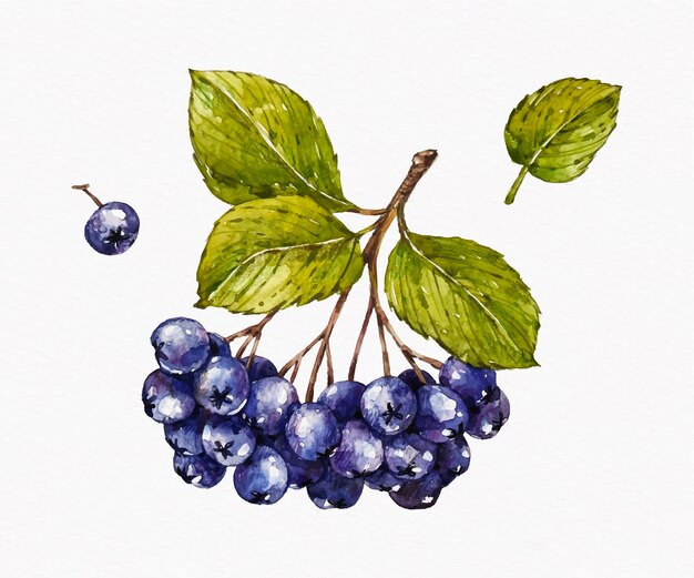 Ilustración de aronia acuarela