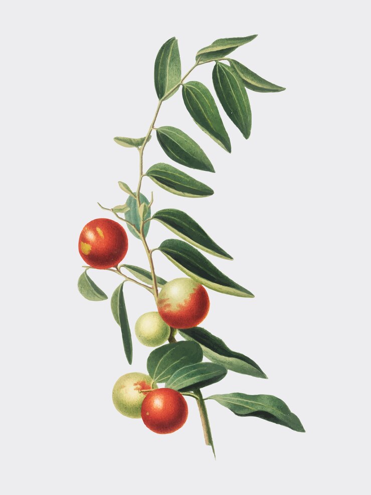 Vector gratuito ilustración de la azufaifa china de pomona italiana