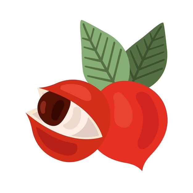 Ilustración de las bayas de guaraná