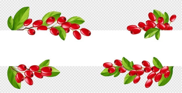Ilustración de borde de agracejo realista en vector