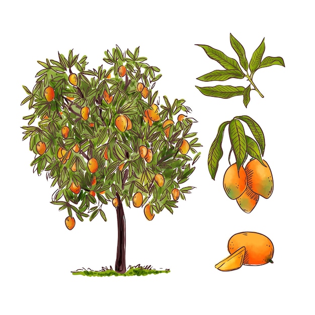 Ilustración botánica del árbol de mango