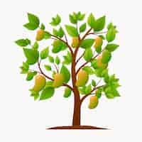 Vector gratuito ilustración botánica del árbol de mango