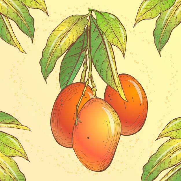 Ilustración botánica del árbol de mango