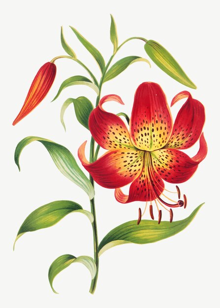 Ilustración botánica de flor de lirio rojo vintage, remezcla de obras de arte de L.Prang & Co.