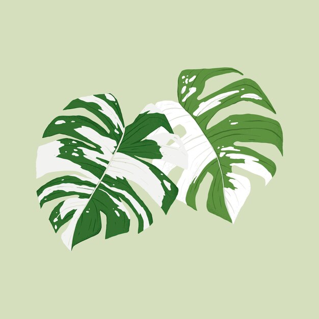 Ilustración botánica de la planta de vector de hoja de monstera