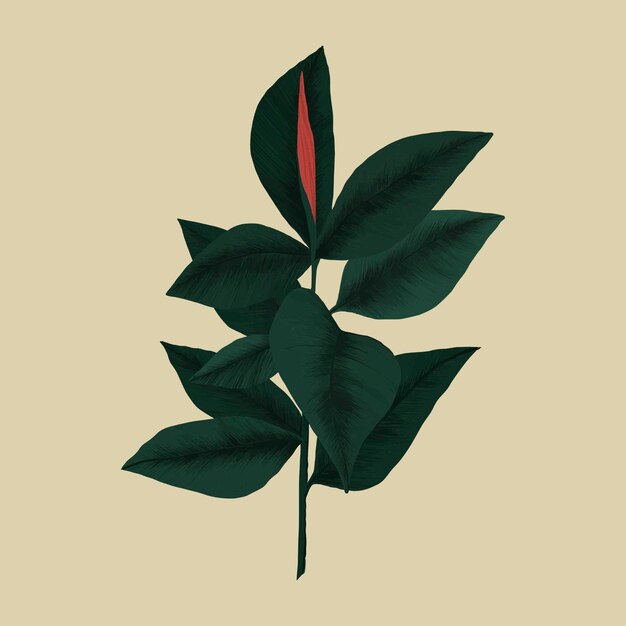 Ilustración botánica de vector de planta de caucho
