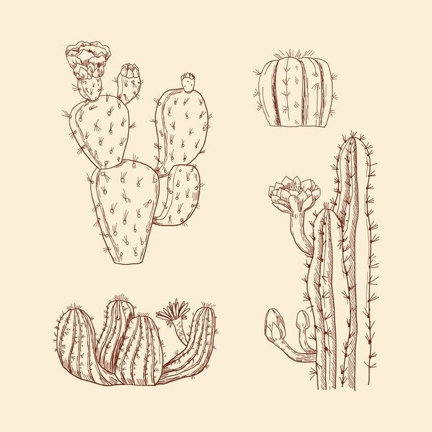 Ilustración de cactus dibujado a mano