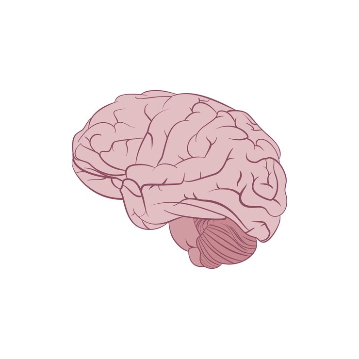 Ilustración del cerebro humano aislado en fondo blanco Vista lateral del cerebro de dibujos animados Imagen vectorial