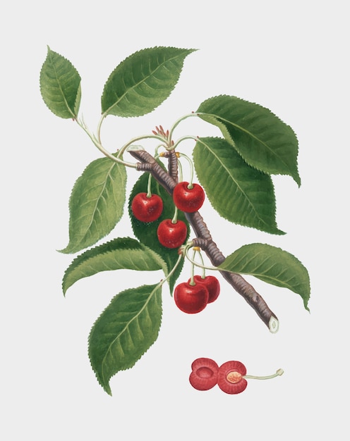 Ilustración de cereza amarga de pomona italiana