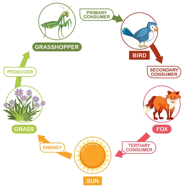 Vector gratuito ilustración del ciclo de la cadena alimentaria