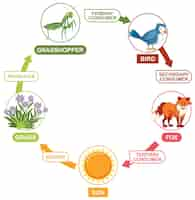 Vector gratuito ilustración del ciclo de la cadena alimentaria